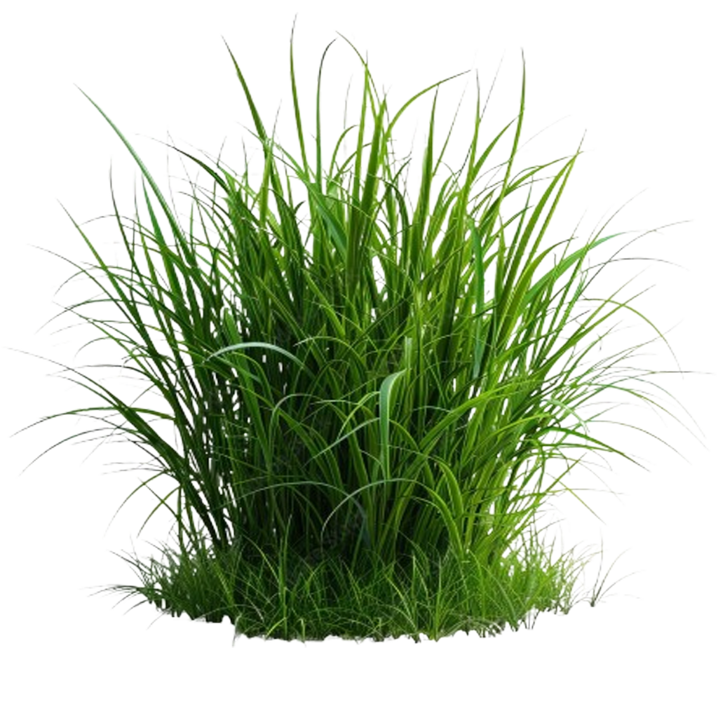 Grass